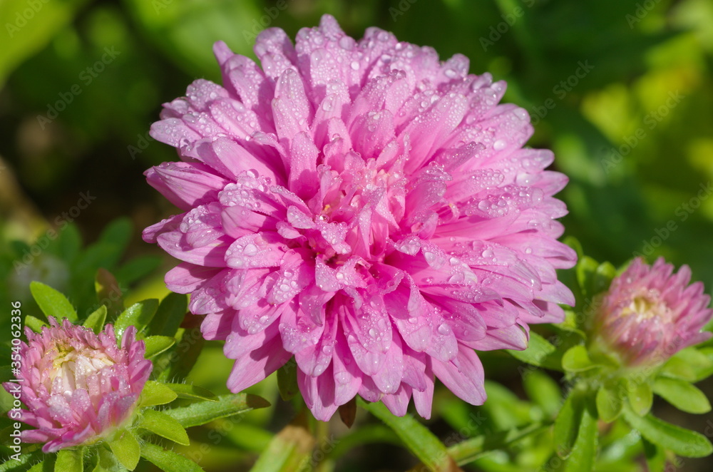 Blooming pink Aster close up
