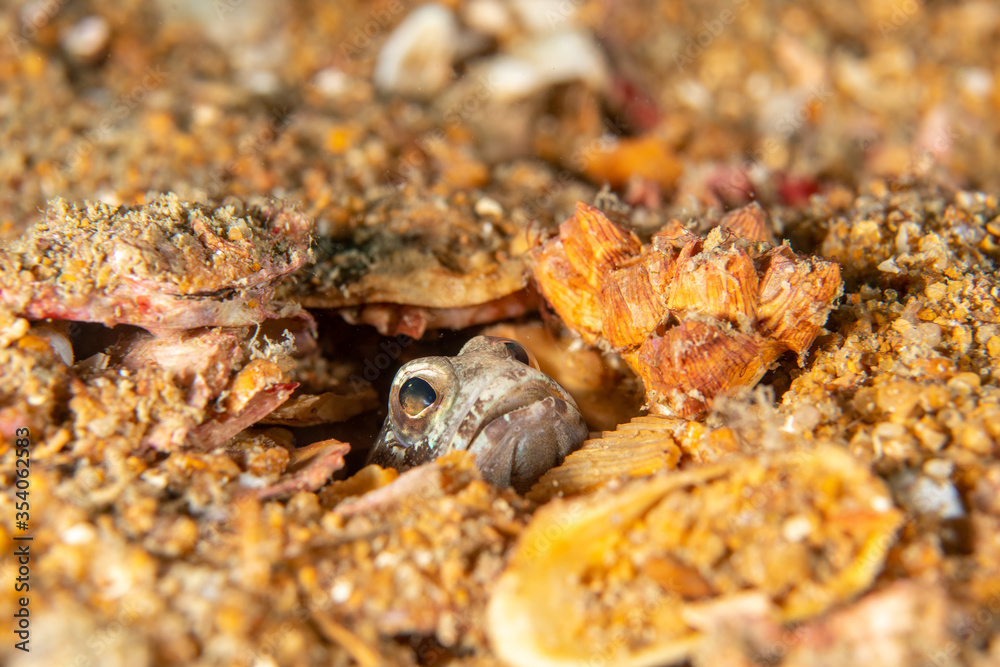 Birdled jawfish, Opistognathus nigromarginatus in a tropical coral reef Birdled jawfish, Opistognathus nigromarginatus in a tropical coral reef