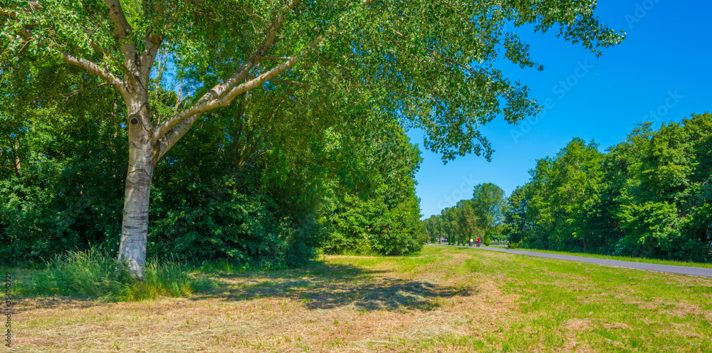 Fototapeta premium Cyclist on a countryside road in a rural area below a blue sky in sunlight in spring