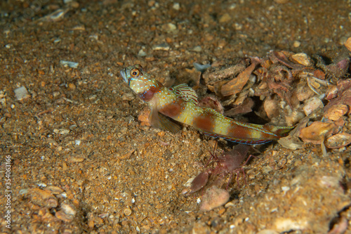 Wide-barred Shrimpgoby  Amblyeleotris latifasciata cloesup