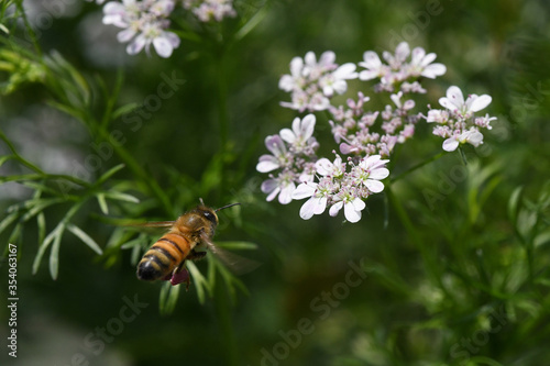 honeybee © otto Song