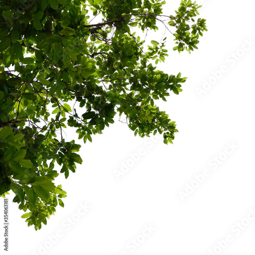 green leaves isolated on white background