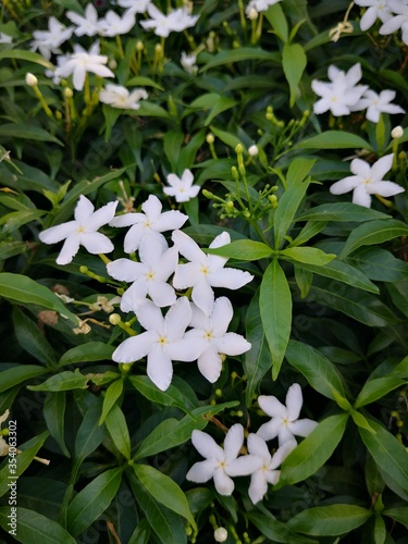 white blossom flowers  and green leaf in the garden