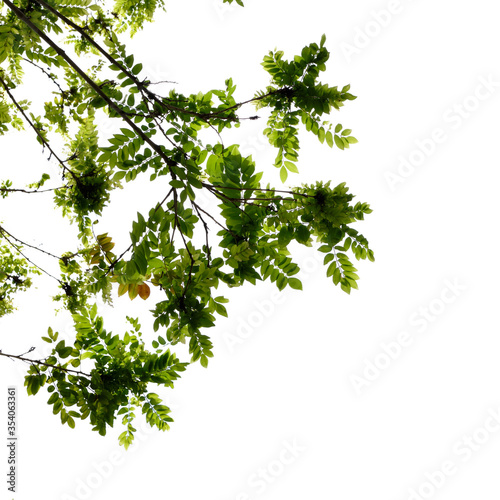 green leaves isolated on white background