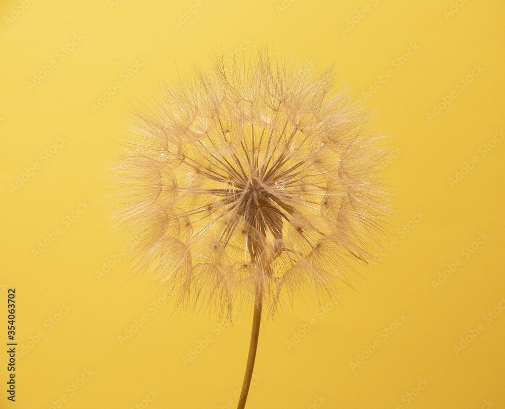 Beautiful flower with a plain background