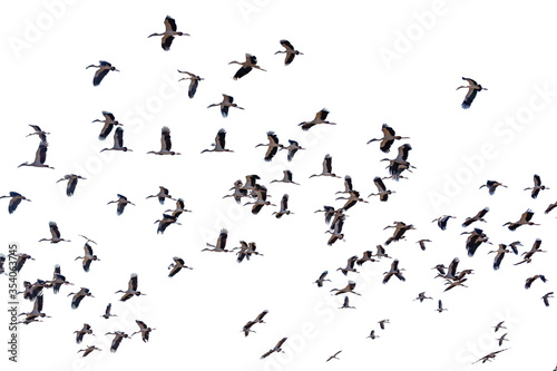 A group of sandhill cranes flying white background © TAK TUP ICE W