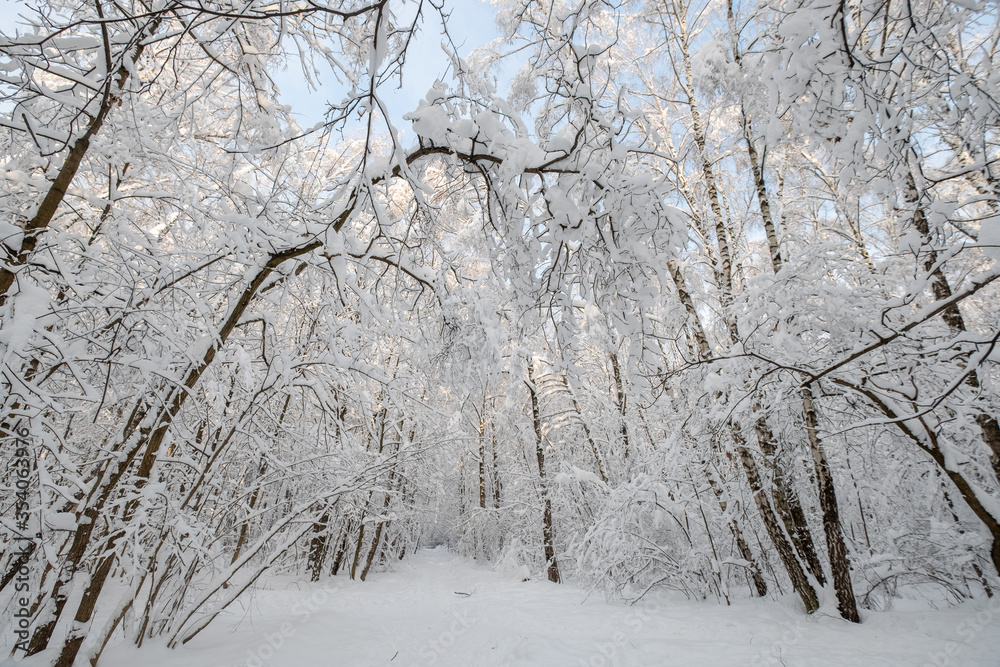 landscape in the forest after snowfall landscape in the forest after snowfall