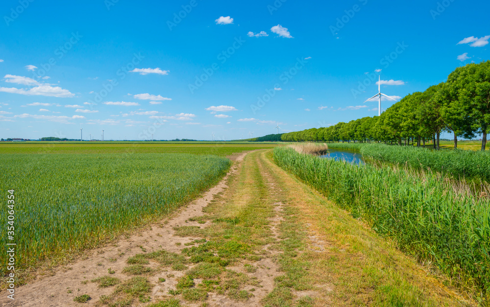 Trees along a canal with reed in a rural area below a blue  sky in sunlight in spring