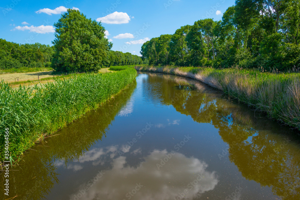 Fototapeta premium Trees along a canal with reed in a rural area below a blue sky in sunlight in spring