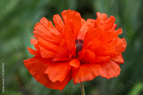  Beautiful lush red poppy flower closeup side view with blurred background