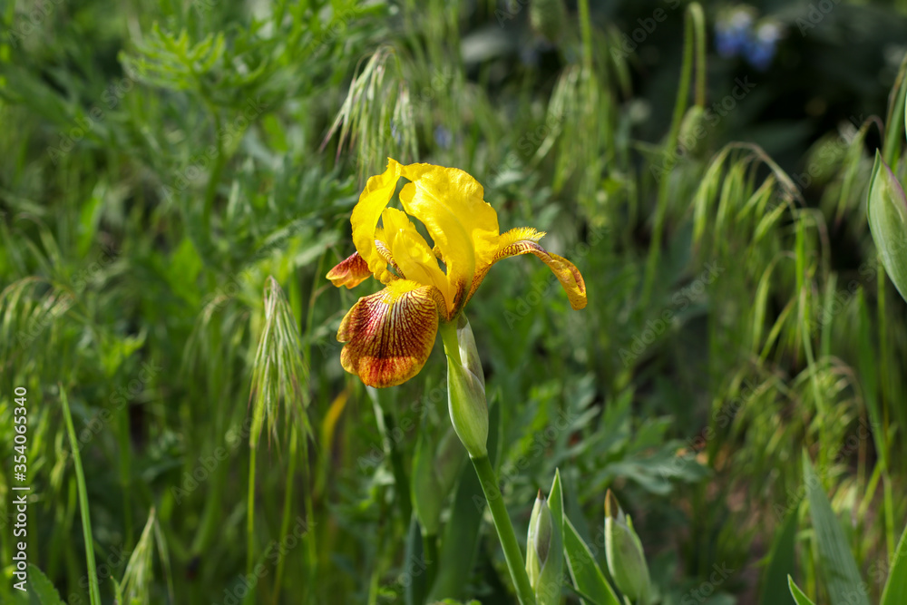 Yellow with red iris flower shot from the side against a background of green grass Yellow with red iris flower shot from the side against a background of green grass