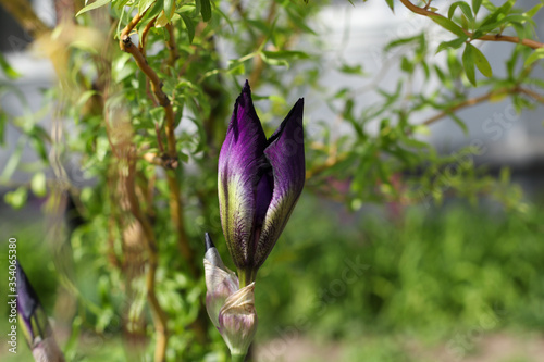 Purple iris flower bud side view with willow twigs above and in the background