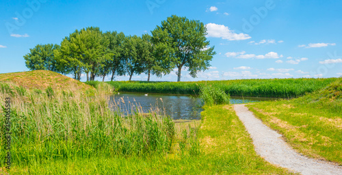Trees along a canal with reed in a rural area below a blue sky in sunlight in spring