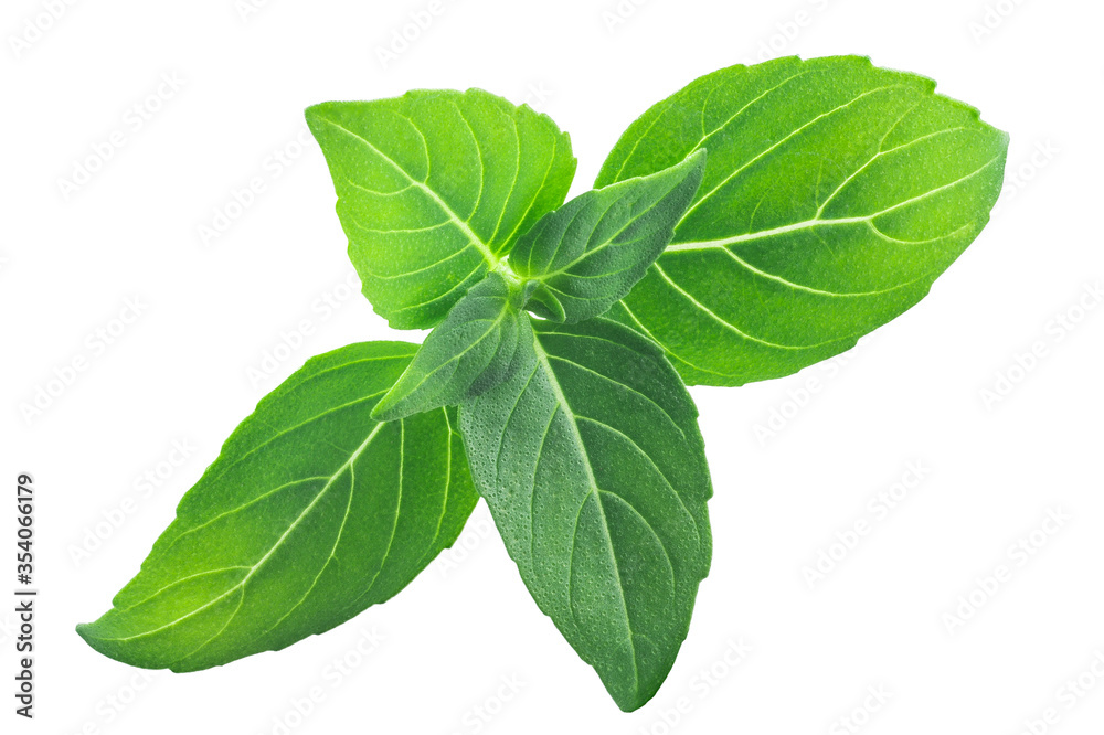 Obraz premium Greek basil o.basilicum, paths, top