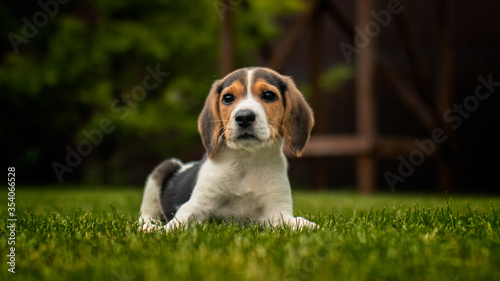 Beagle puppy on grass