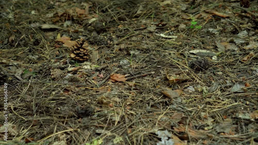 Pine Cones Fall On The Ground In Forest Pine Cones Fall On The Ground In Forest