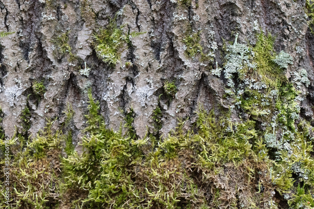 The texture of an old tree that is covered with moss.