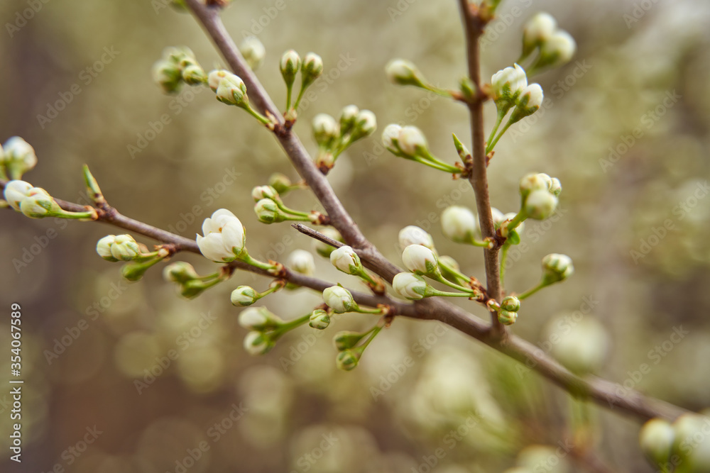 sprigs of cherry blossom sand with white flowers on a blurous background sprigs of cherry blossom sand with white flowers on a blurous background