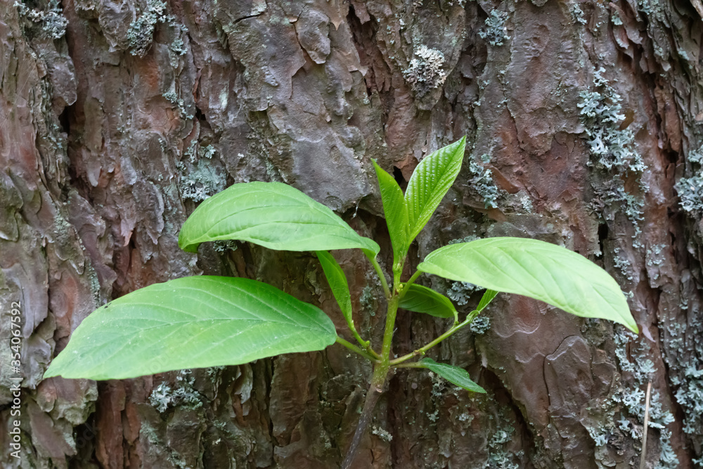 Green sprout with leaves grew from the bark of an old tree. Forest background. Revival concept. Green sprout with leaves grew from the bark of an old tree. Forest background. Revival concept.