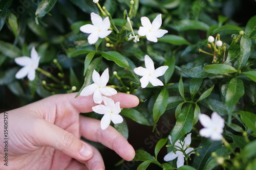 A hand houch the white flowers on green bush leaf