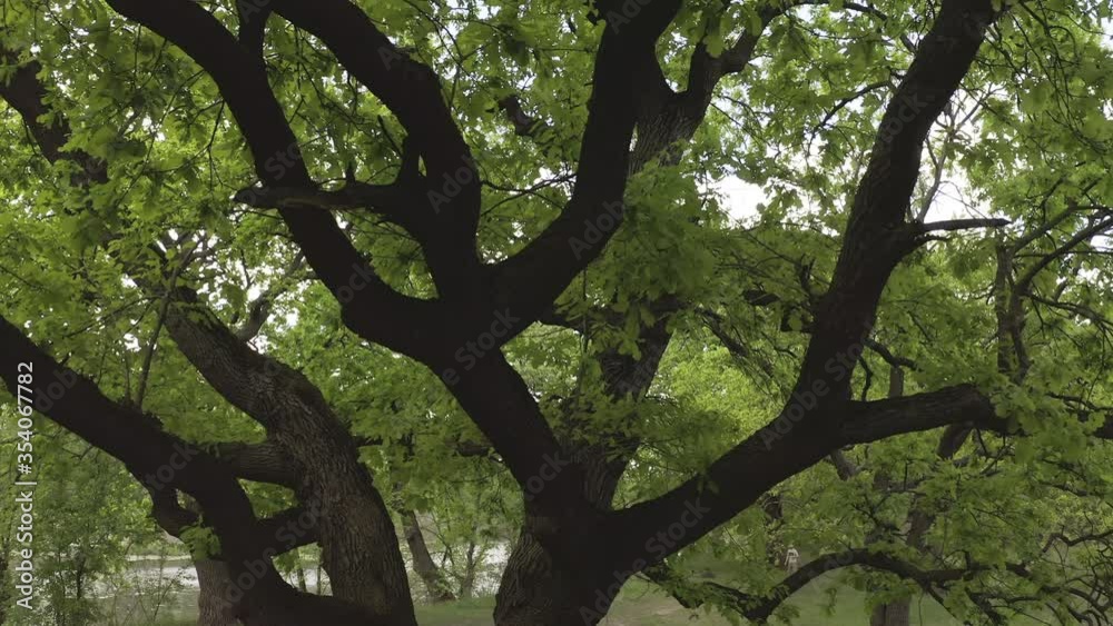 cinematic movement near an old green oak. spring day in the oak forest - Aerial Flight cinematic movement near an old green oak. spring day in the oak forest - Aerial Flight