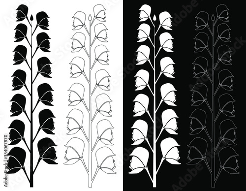drawing of Aconitum Napellus Flower. They are dark purple in color. created for color filling or engraving illustration.
