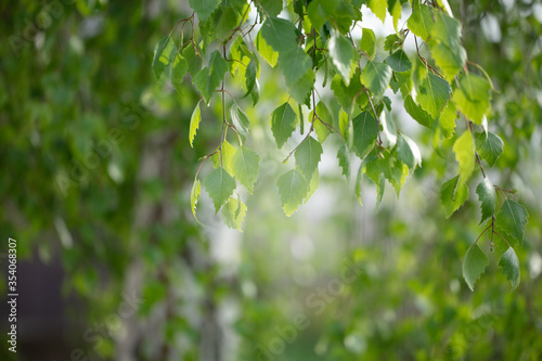 Birch branches with leaves lit by the sun. Green floral background.