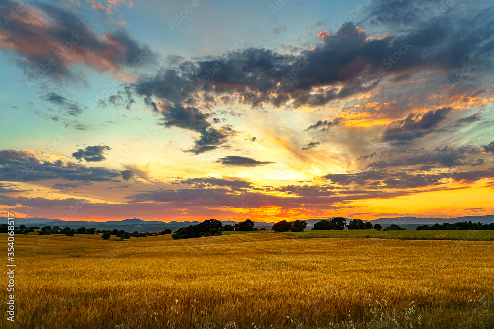 Sunset with sunbeam over corn fields with trees and mountains, clouds and grass and flowers on the front Sunset with sunbeam over corn fields with trees and mountains, clouds and grass and flowers on the front