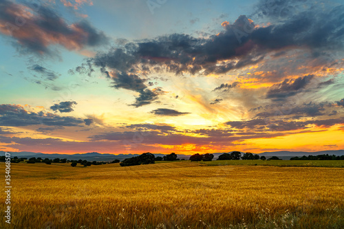 Sunset with sunbeam over corn fields with trees and mountains, clouds and grass and flowers on the front © jalbator