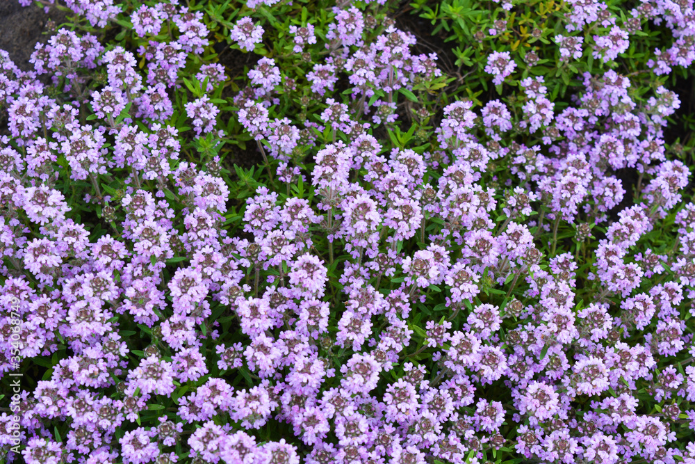 Bright smelling purple blooming oregano flowers growing outside. Medicinal herb with beneficial properties and small, tubular inflorescences on the whole background. Bright smelling purple blooming oregano flowers growing outside. Medicinal herb with beneficial properties and small, tubular inflorescences on the whole background.