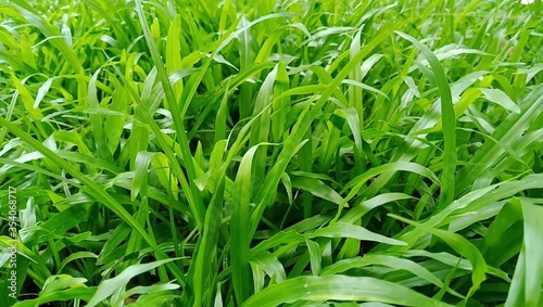 Spring fresh green grass close-up only grown after winter in early spring ,in morning 