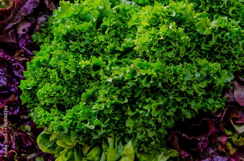 salad green vegetable fresh food market plant