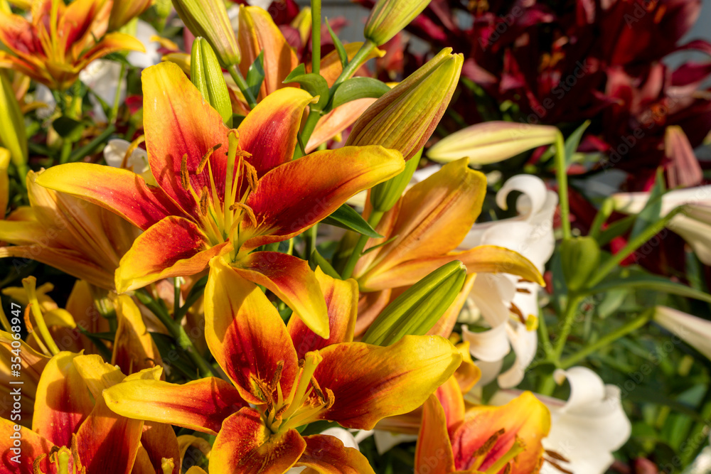 Fototapeta premium Beautiful daylily orange flower. Several colors of closeup pistils. Summer is a sunny day. Hemerocalls fulva
