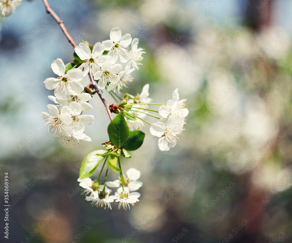 flowering cherry tree on blurred background summer photo flowering cherry tree on blurred background summer photo