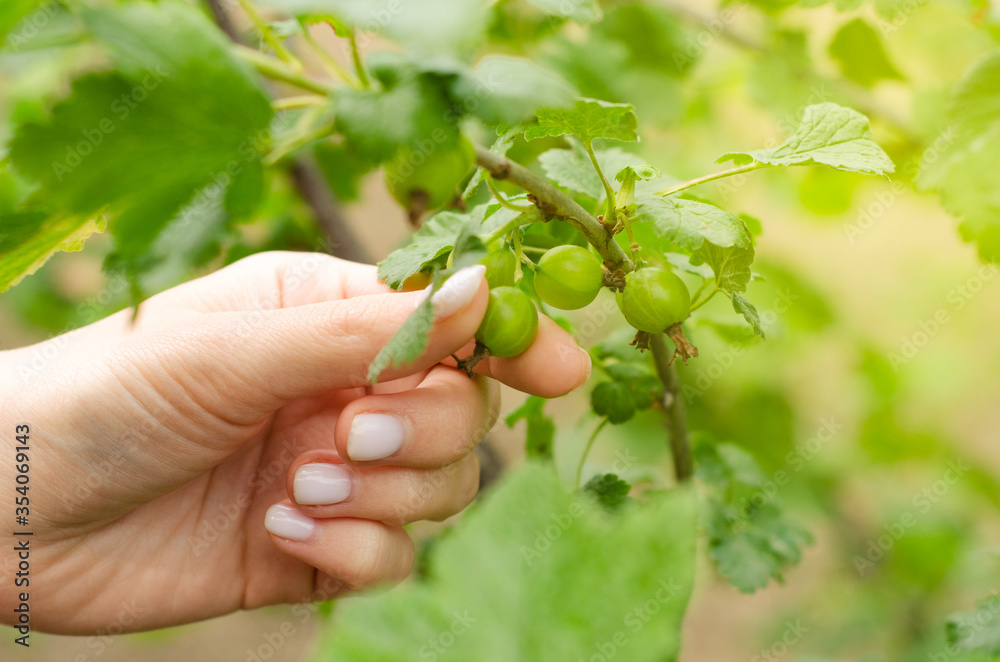 Female hand with green bush currant circle nature background Female hand with green bush currant circle nature background