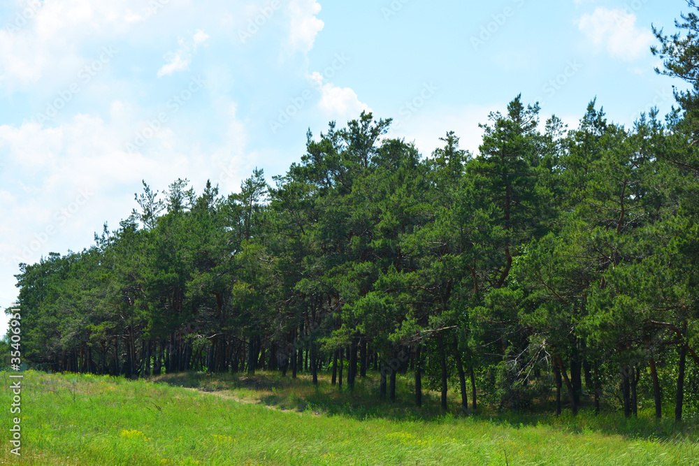 Crimean pines, Christmas trees on a green meadow, tall green grass, large bushes growing in the forest. Amazing landscape in a natural environment, against the background of a gentle blue sky. Crimean pines, Christmas trees on a green meadow, tall green grass, large bushes growing in the forest. Amazing landscape in a natural environment, against the background of a gentle blue sky.