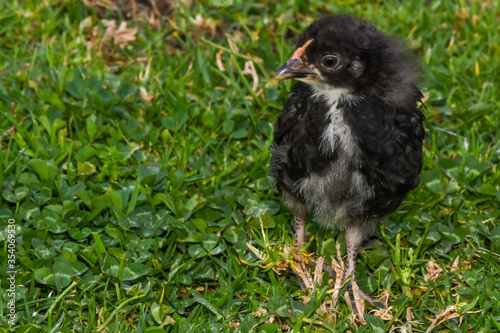 chicken couple chick adorable green looking eating walking