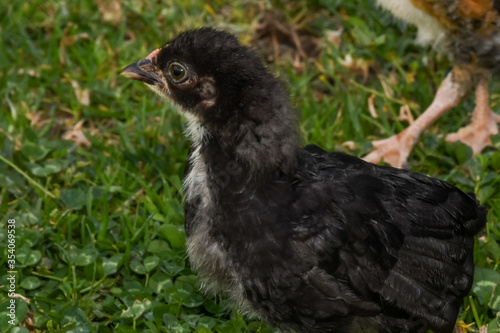 chicken couple chick adorable green looking eating walking