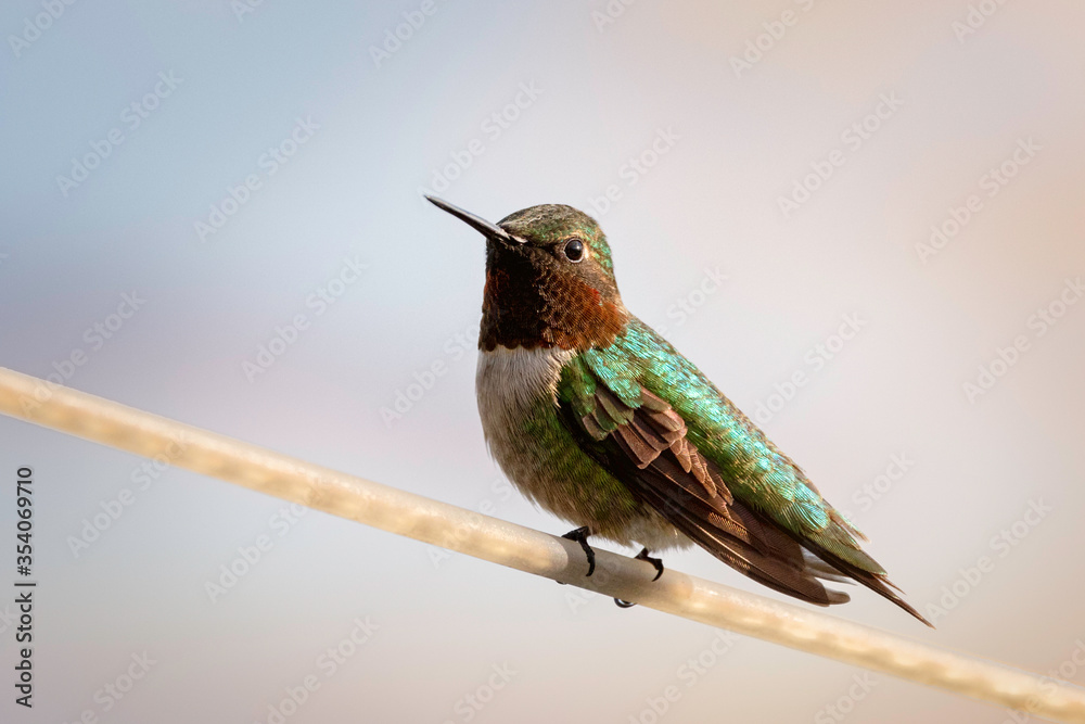 Fototapeta premium #oiseau #mouche #colibris #bird #colourfulbirds #naturephotography #onabesoindevous #oiseaux #fly #cartefaitmain #birds #paris #annedorion #streetart #photography #picoftheday #sculpturebois #wildlife