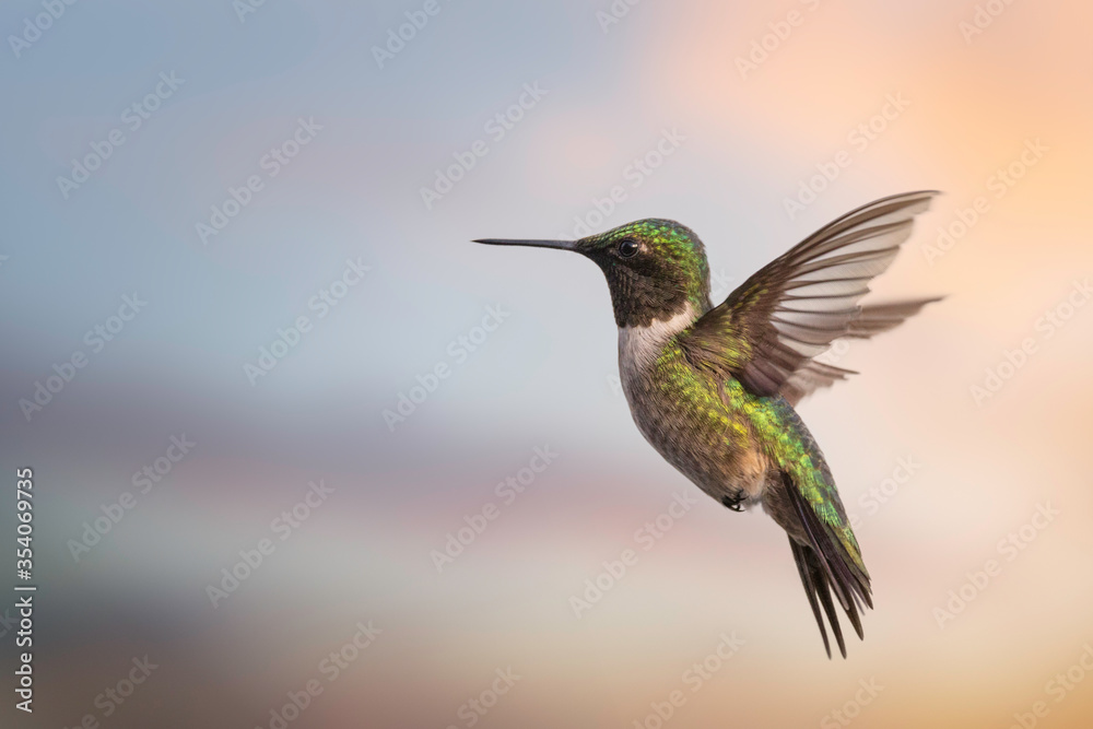 Fototapeta premium #oiseau #mouche #colibris #bird #colourfulbirds #naturephotography #onabesoindevous #oiseaux #fly #cartefaitmain #birds #paris #annedorion #streetart #photography #picoftheday #sculpturebois #wildlife