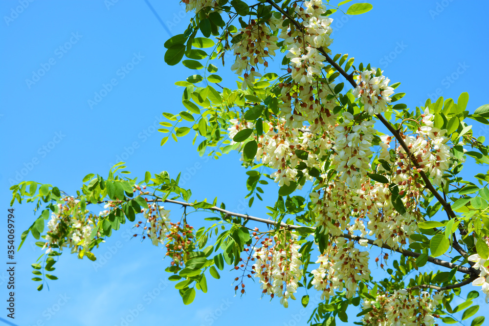 Bright colorful clusters of white flowers with green leaves blossoming on an acacia tree. A lot of bright branches with flowers like velvet located on a bright blue sky, a very festive image.