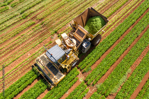 Green Beans picker processing a large field, bucket loaded with fresh picked Beans, Aerial image.