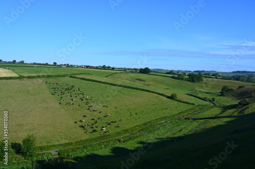 Semi aerial view over valley and farm fields with cattle from Donkey Lane, looking towards Poyntington, near Sherborne, Dorset, England