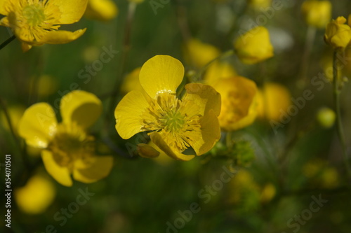 yellow buttercup flower in spring