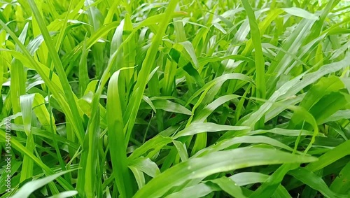 Spring fresh green grass close-up only grown after winter in early spring ,beautiful  moment in the morning