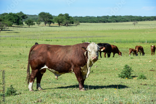 Bull moaning in Argentine countryside, La Pampa, Argentina