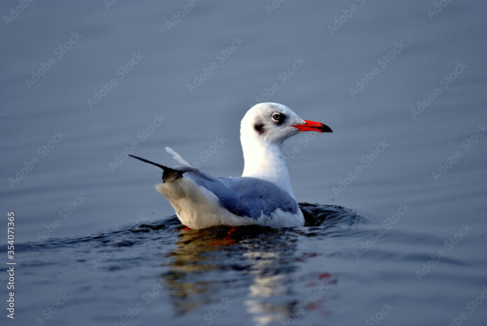 Fototapeta premium seagull on the water