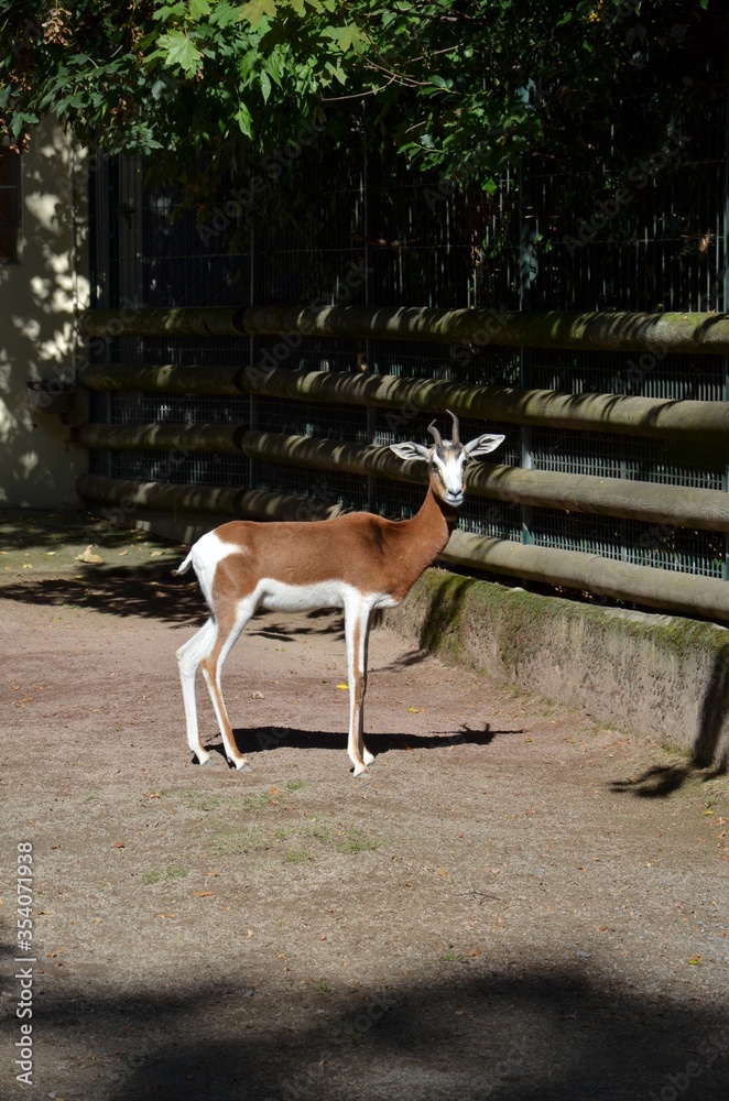 Dama gazelle (Nanger dama) in the Frankfurt zoo Dama gazelle (Nanger dama) in the Frankfurt zoo