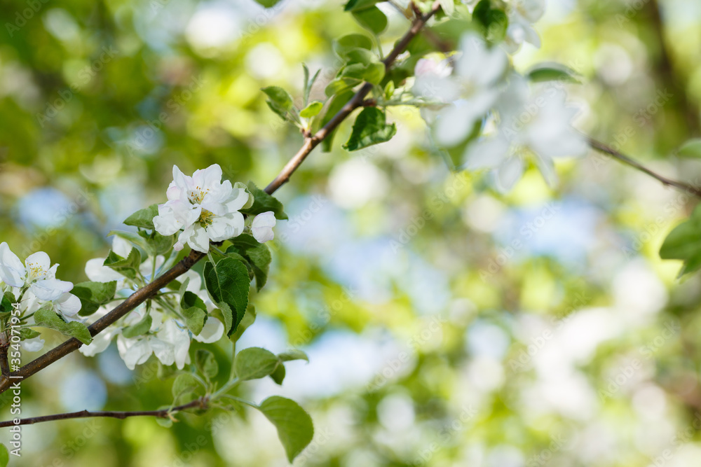 flowering apple trees in large pona. Effects of sunlight flowering apple trees in large pona. Effects of sunlight