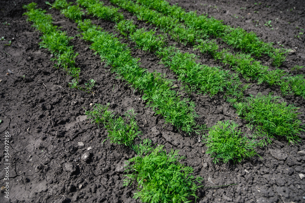 Young parsley in the garden. Kitchen garden in the village. Young parsley in the garden. Kitchen garden in the village.